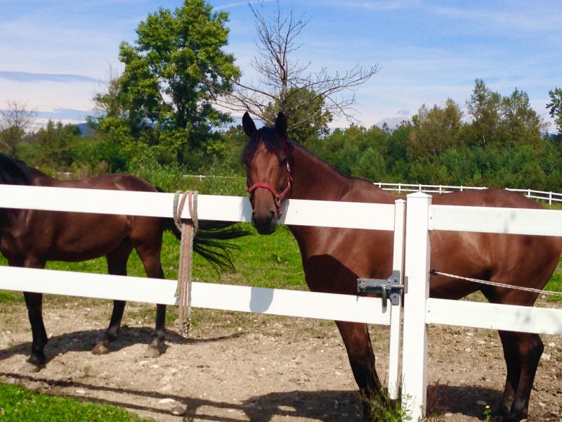Stable Fencing Installation in Pearland, TX